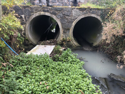 Twin concrete culvert pipes discharging into a stream among vegetation