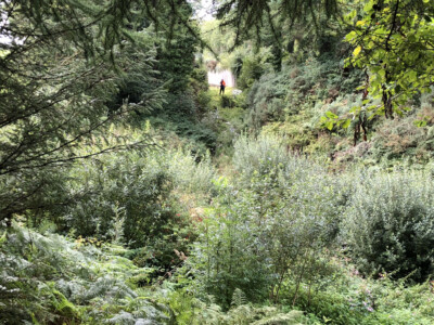 Steep wooded valley with dense undergrowth and a surveyor in the distance